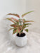 Aglaonema Firework Plant in White Ceramic Face Pot