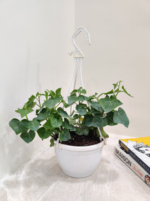 English Ivy Plant with glossy green leaves in white hanging planter.
