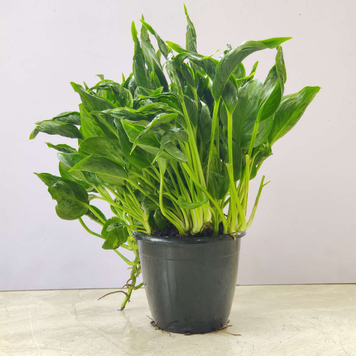 Epipremnum Aureum 'Shangri La' (Sleeping Pothos) Plant 12 cm Pot