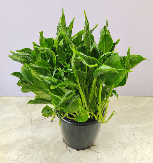 sleeping pothos plant Epipremnum Aureum 'Shangri La' (Sleeping Pothos) Plant 12 cm Pot – ChhajedGarden.com