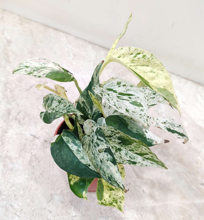 Eplpremnum Plnnatum Marble Plant 8.5 cm pot