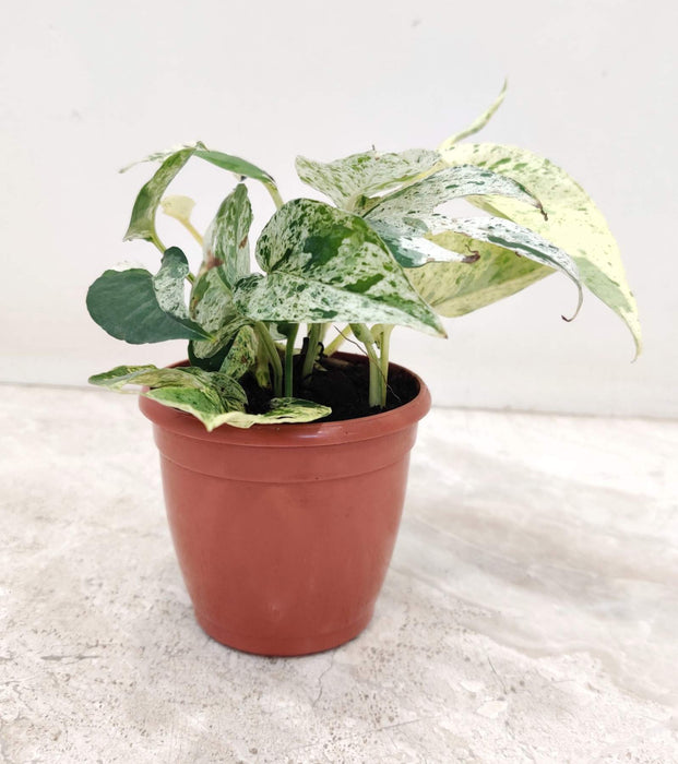 Eplpremnum Plnnatum Marble Plant 8.5 cm pot