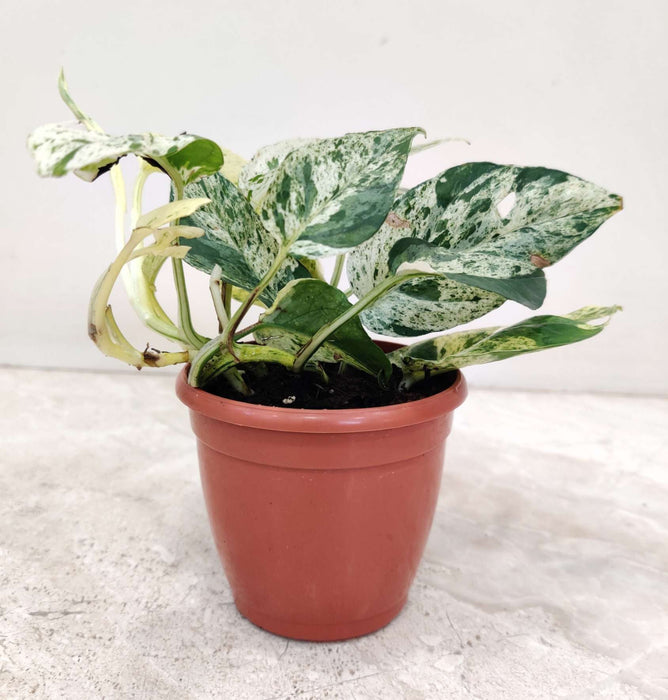 Eplpremnum Plnnatum Marble Plant 8.5 cm pot