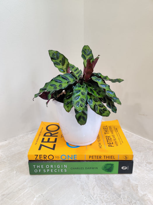Healthy Calathea Insignis easy care