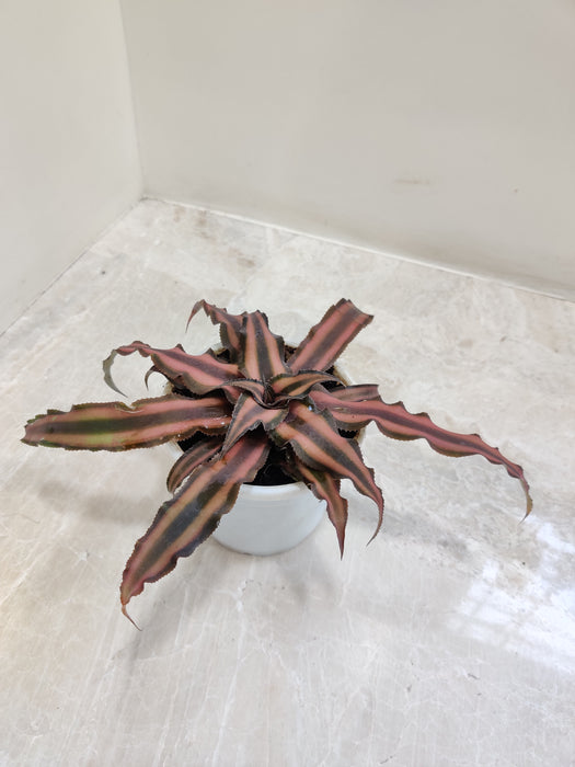 Top-view-of-Cryptanthus-Chocolate-Soldier-with-rich-colors