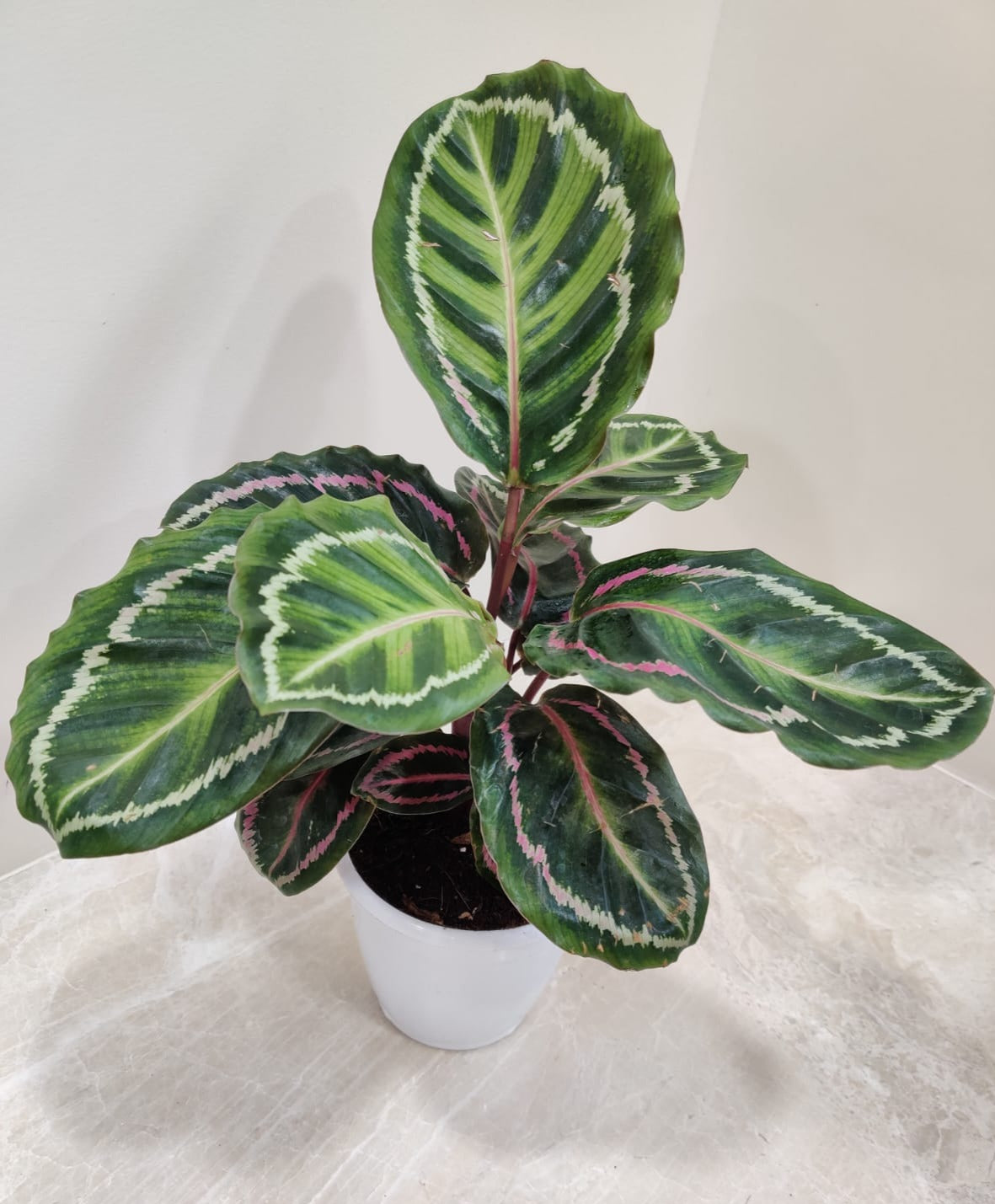 Calathea Plants
