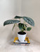 Indoor green Alocasia Dragon Scale in white pot