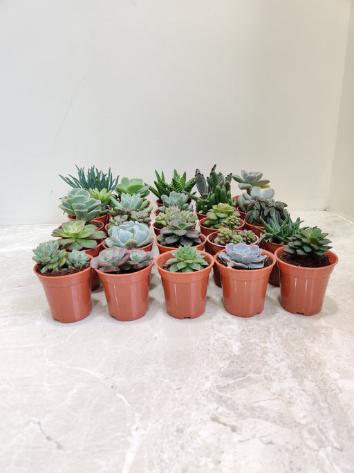 Assorted Exotic Indoor Succulent Collection