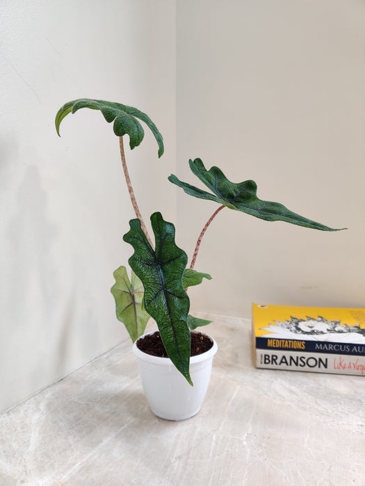 Exotic leafy Jacklyn Alocasia indoor plant