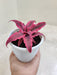 Exotic Red Cryptanthus Red Star