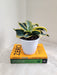 Indoor Green and Yellow Sansevieria for Home Decor
