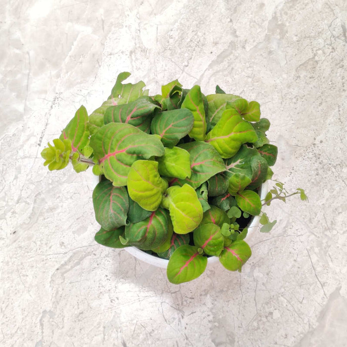 Fittonia 'Charlene' Green Plant