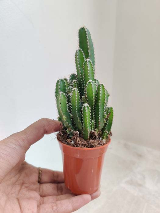 Enchanting Fairy Castle Cactus Indoor Plant