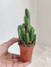 Enchanting Fairy Castle Cactus Indoor Plant