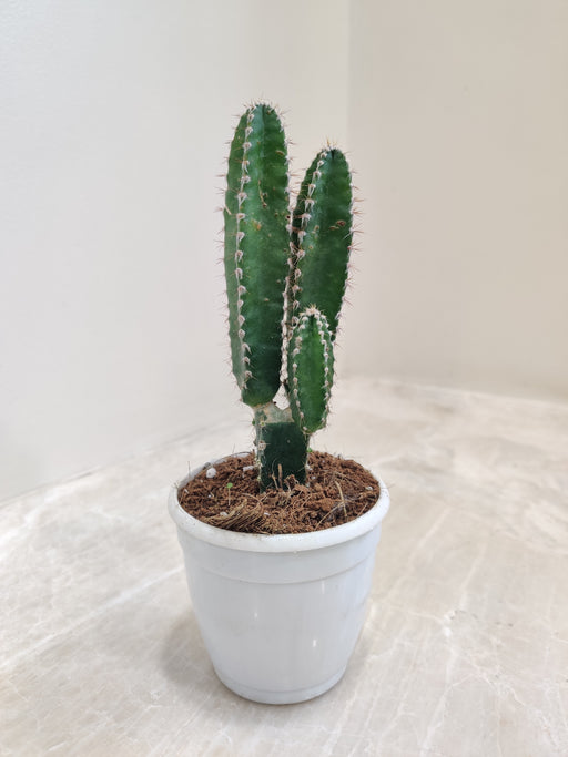 Air-purifying Fairy Castle Cactus indoor plant