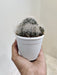 Tranquil white feather cactus for indoor gardens
