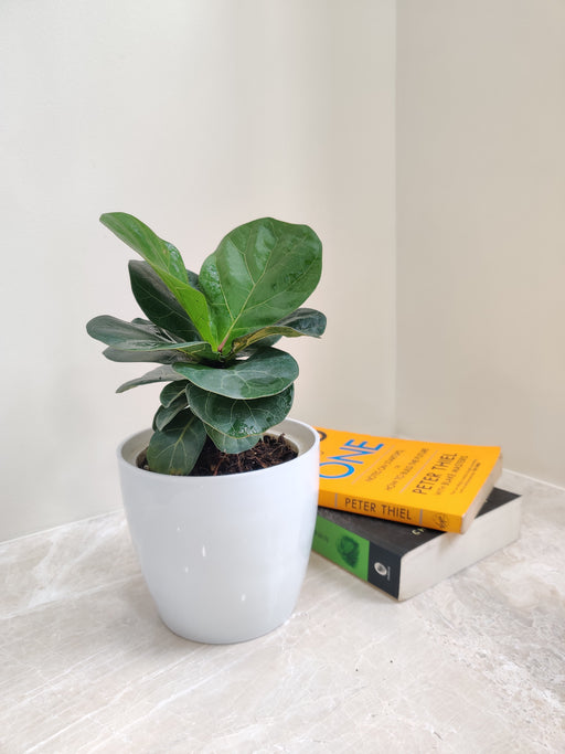 Ficus Lyrata desk plant for corporate gifting