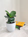 Ficus Lyrata desk plant for corporate gifting