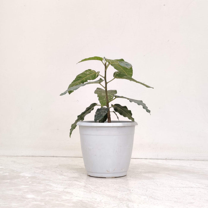 Ficus Aspera Verigated 12 Cm Pot