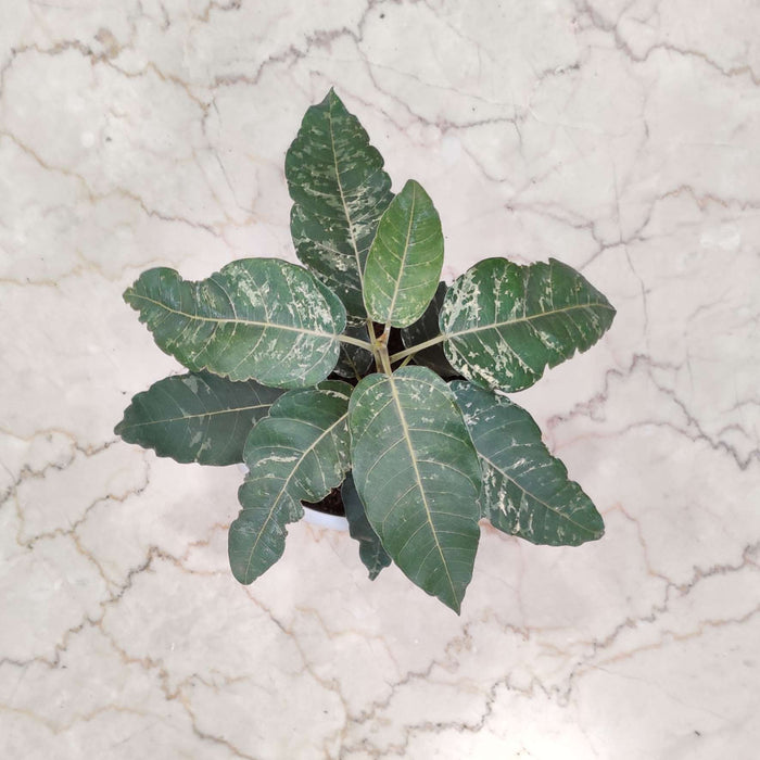 Ficus Aspera Verigated 12 Cm Pot