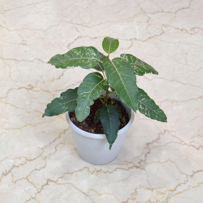 Ficus Aspera Verigated 12 Cm Pot