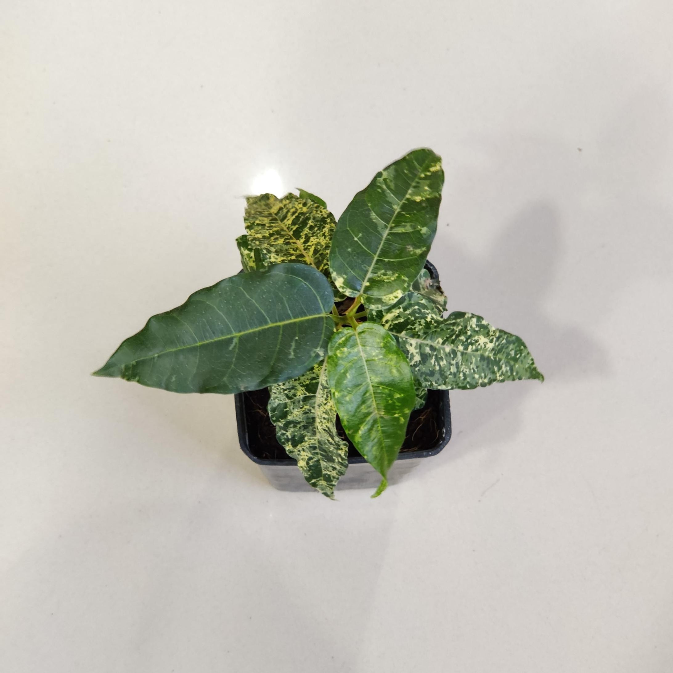Ficus Aspera Varigated Plant In 8.5 Cm Pot – ChhajedGarden.com