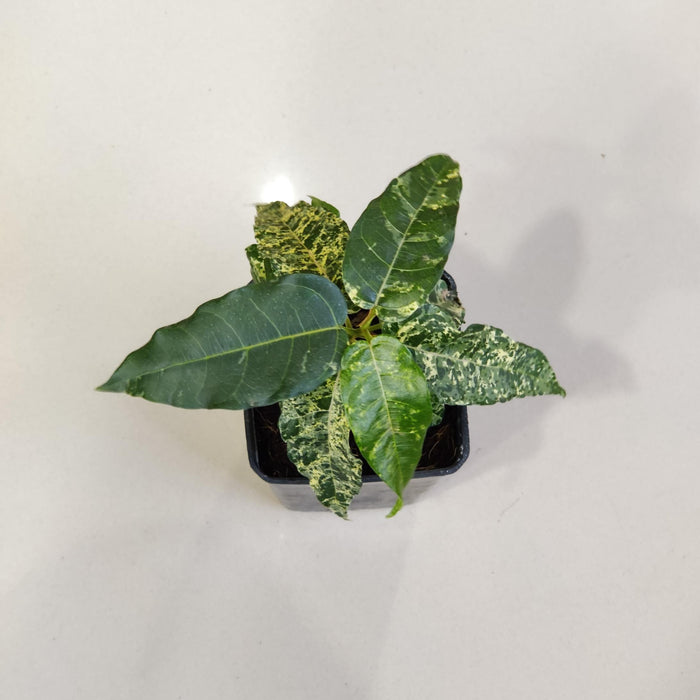 Ficus Aspera Varigated  Plant In  8.5 Cm Pot