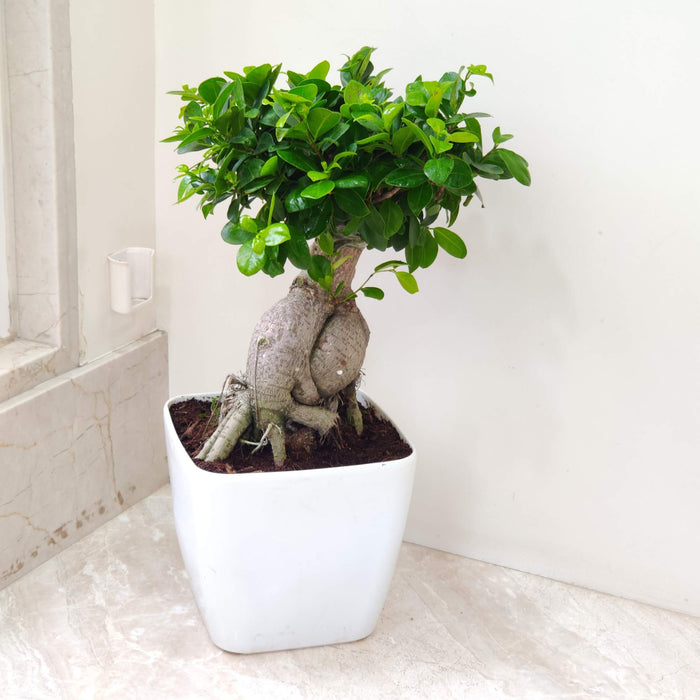 Ficus Bonsai Plant In 22 cm Pot