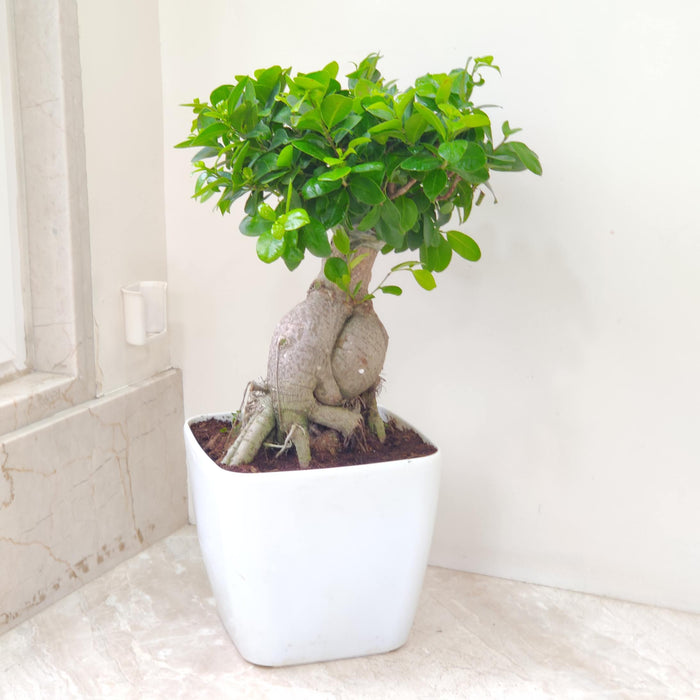 Ficus Bonsai Plant In 22 cm Pot