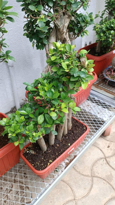 Ficus Bonsai Plant In Plastic Pot