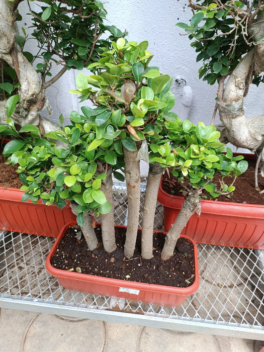 Ficus Bonsai Plant In Plastic Pot