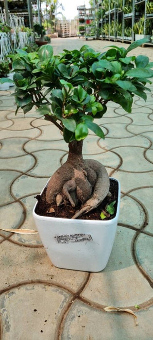 Ficus Bonsai Square 18 cm pot