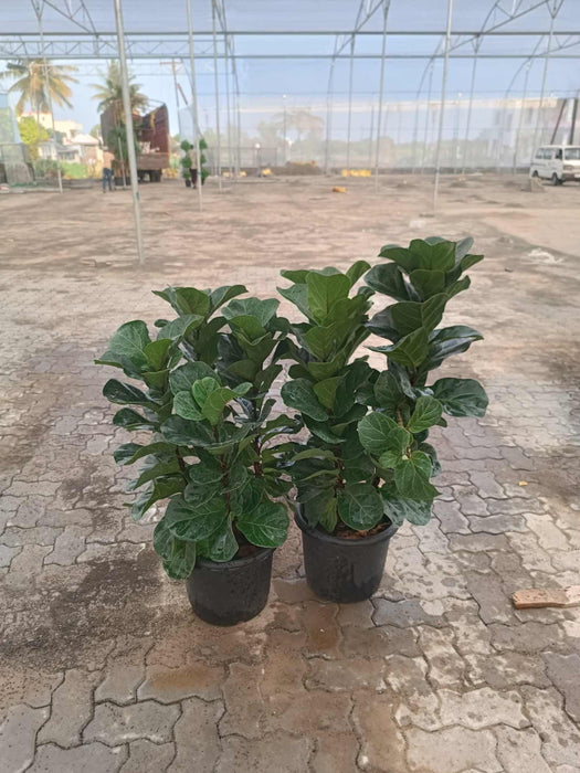 Ficus Lyrata trunk type fiddle leaf fig in black nursery pot