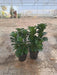 Ficus Lyrata trunk type fiddle leaf fig in black nursery pot