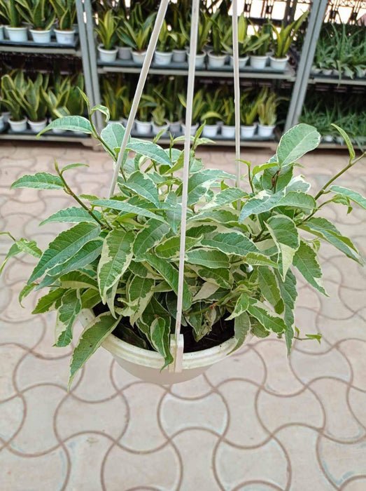 ficus hanging plant Shop Ficus Radicans Variegated in 15 cm Hanging Pot