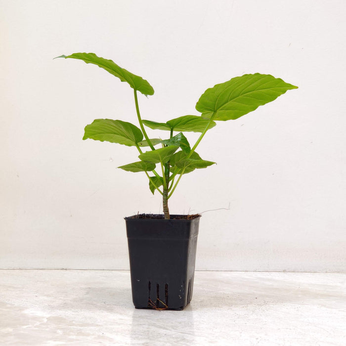 Ficus Umbellata Plant  In 8.5 cm pot