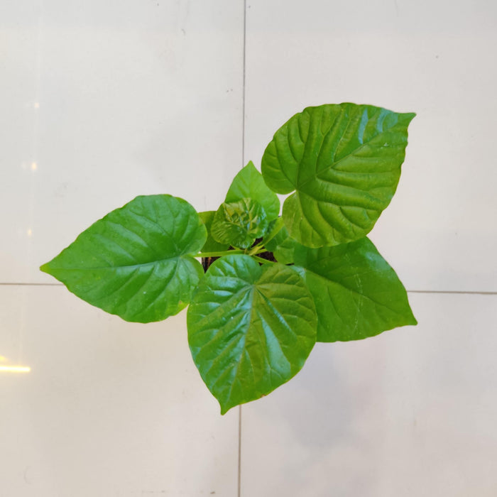 Ficus Umbellata Plant  In 8.5 cm pot