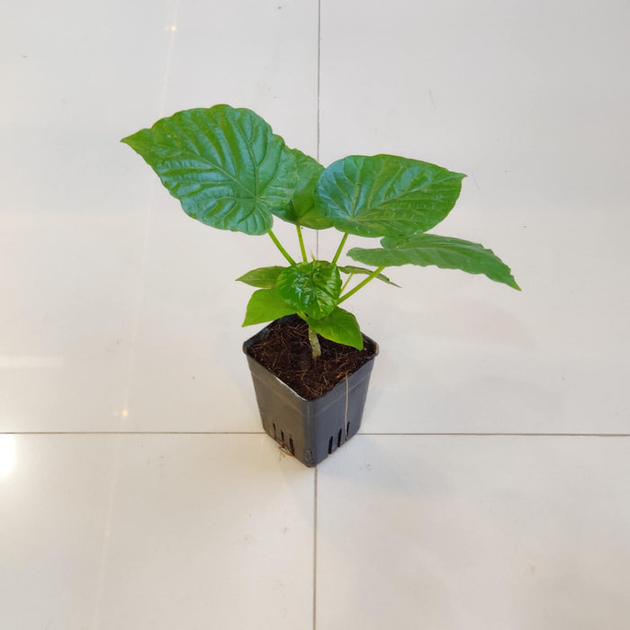 Ficus Umbellata Plant  In 8.5 cm pot