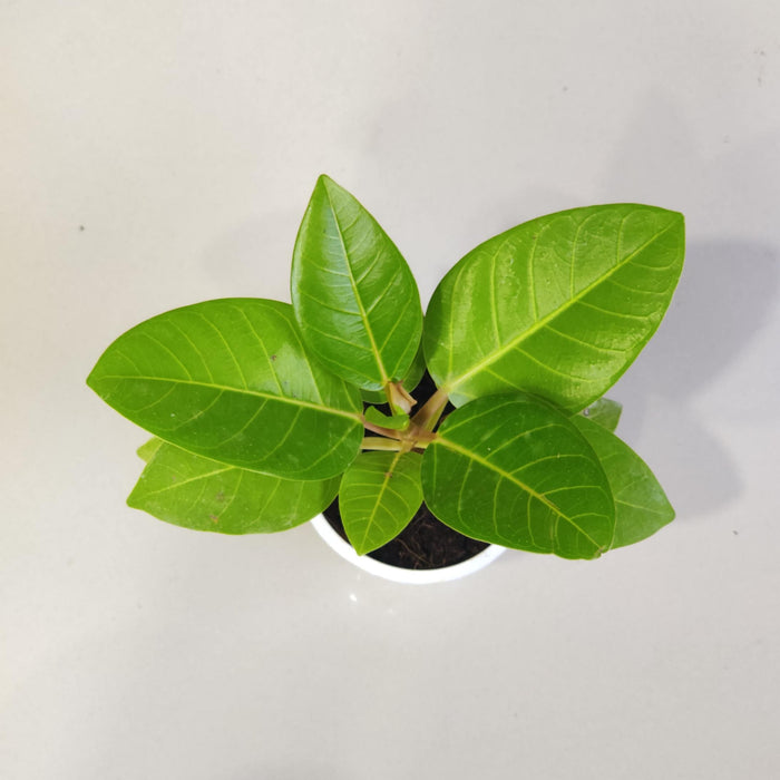 Ficus Altissima Golden Gem Plant  In 8.5 cm pot