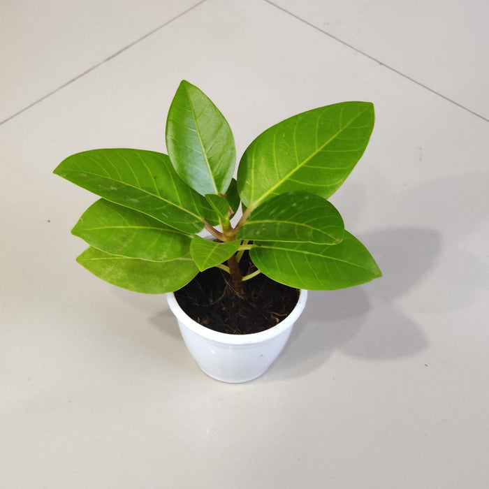 Ficus Altissima Golden Gem Plant  In 8.5 cm pot