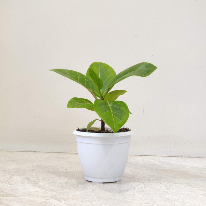 Ficus Altissima Yellow Gem Plant In 8.5 cm pot
