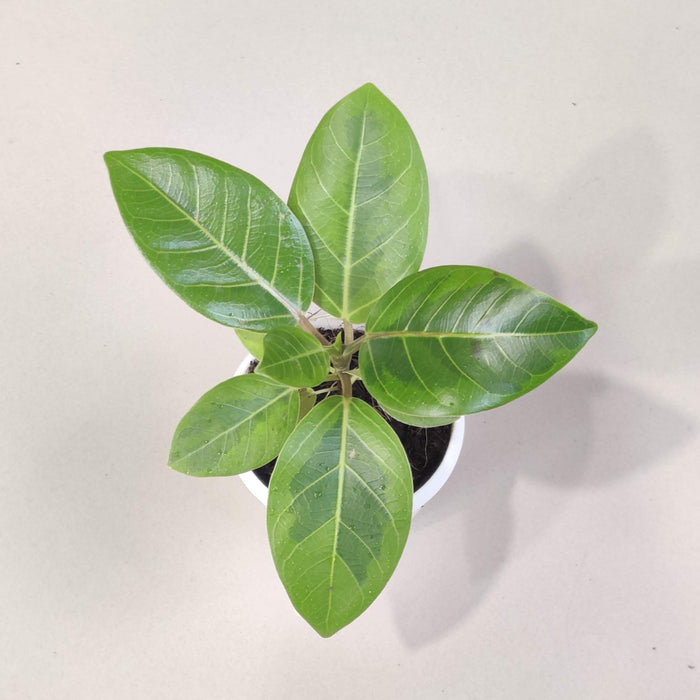 Ficus Altissima Yellow Gem Plant In 8.5 cm pot