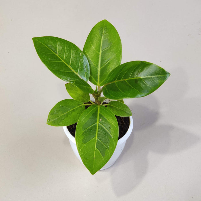 Ficus Altissima Yellow Gem Plant In 8.5 cm pot