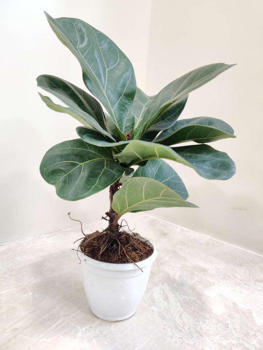 Ficus Lyrata Plant In 8.5 cm pot