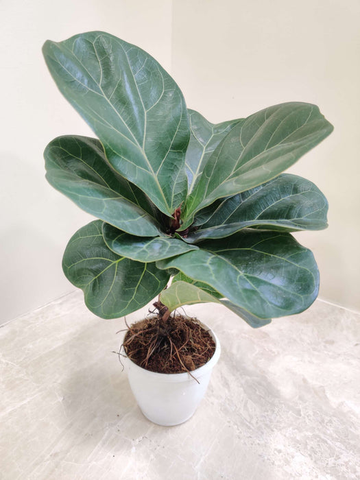 Ficus Lyrata Plant In 8.5 cm pot