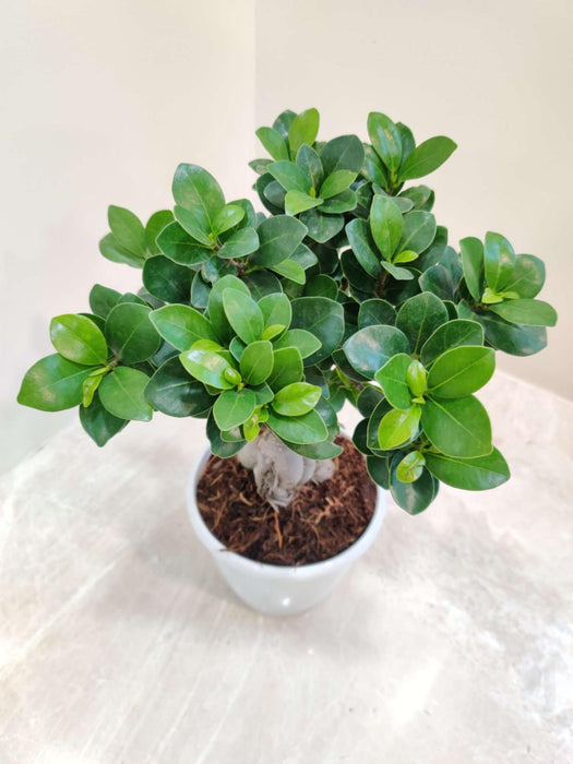Ficus Ginseng Bonsai Live Plant - 12 cm ( Denser than 12 cm Bonsai Plant )