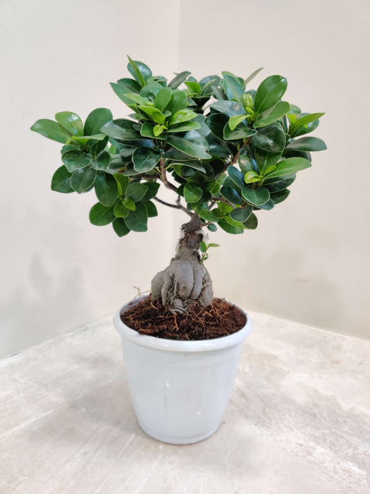 Ficus Ginseng Bonsai Live Plant - 12 cm ( Denser than 12 cm Bonsai Plant )