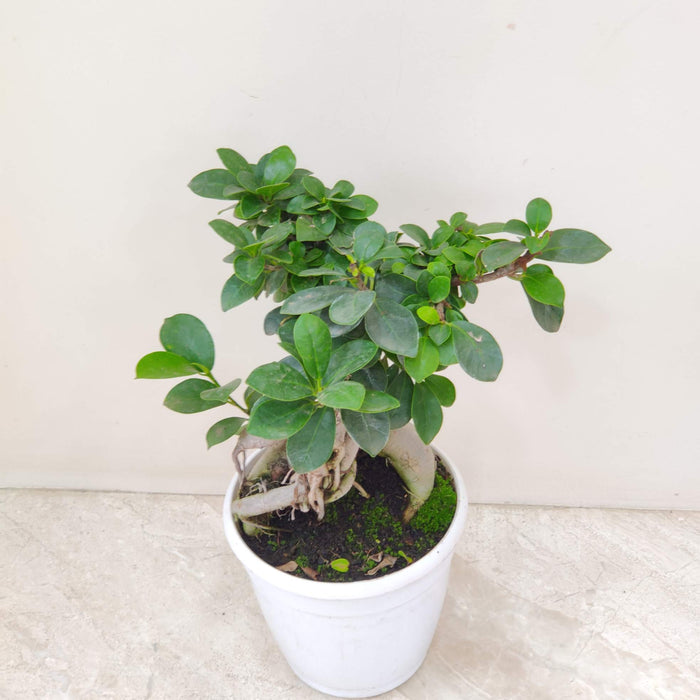 Ficus Bonsai Plant In 15 cm pot