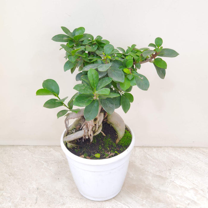 Ficus Bonsai Plant In 15 cm pot
