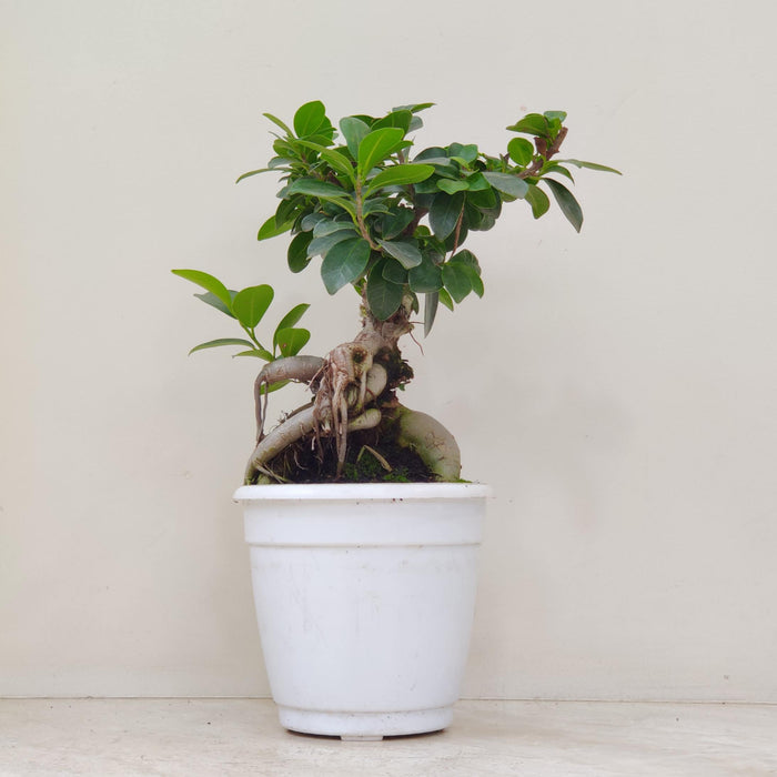 Ficus Bonsai Plant In 15 cm pot